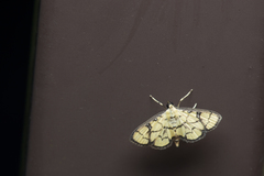 Goniorhynchus butyrosa
