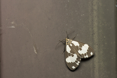 Nyctemera carissima