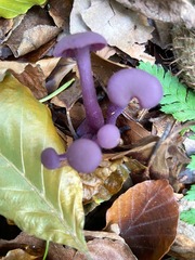 Laccaria amethystina