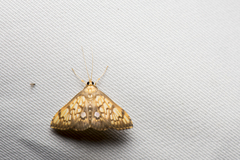 Neoanalthes nebulalis