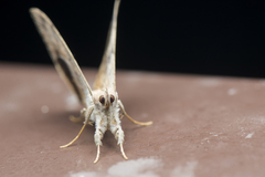 Oxyodes scrobiculata