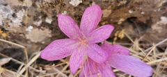 Colchicum feinbruniae