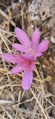 Colchicum feinbruniae