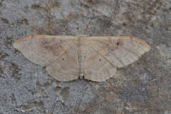 Idaea rubraria