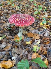 Amanita muscaria
