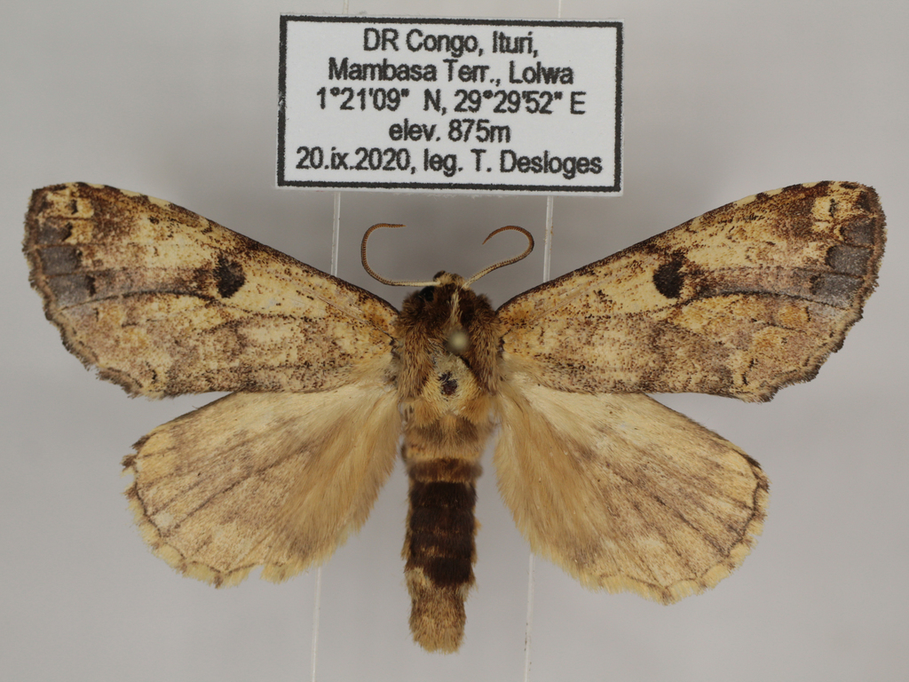 Epidonta