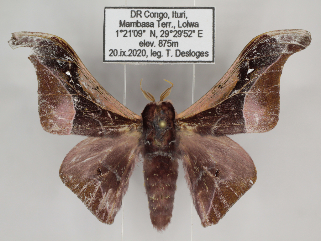 Holocerina angulata