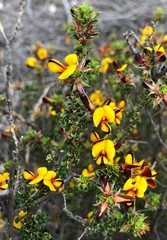 Pultenaea densifolia