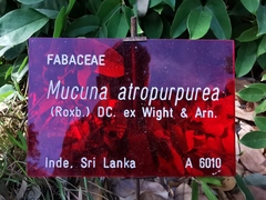 Mucuna atropurpurea