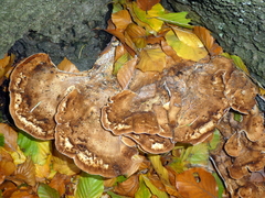 Meripilus giganteus