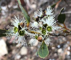 Eucalyptus diversifolia