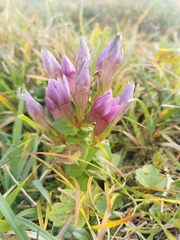 Gentianella aspera