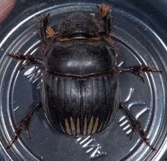 Dichotomius colonicus