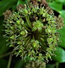 Hedera colchica