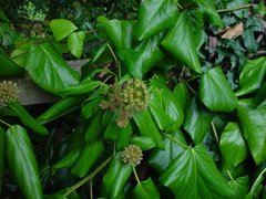 Hedera colchica