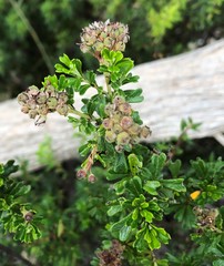 Pomaderris obcordata