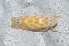 Eratoneura forfex