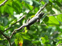 Hemidactylus platycephalus
