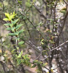 Melaleuca acuminata