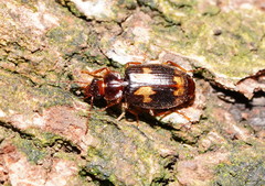Philophlaeus