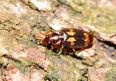 Philophlaeus