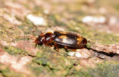Philophlaeus