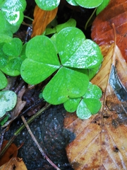Oxalis