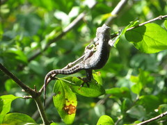 Hemidactylus platycephalus