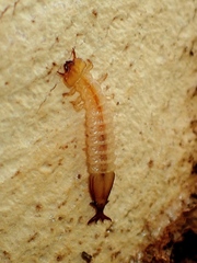 Platisus angusticollis