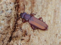 Platisus angusticollis