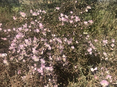 Podalyria microphylla