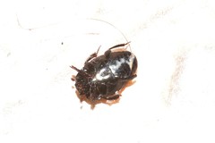 Saprininae