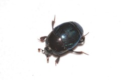 Saprininae
