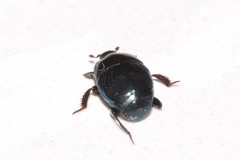 Saprininae