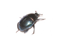 Saprininae