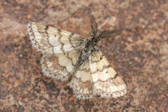 Cleta ramosaria