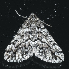 Lipogya exprimataria