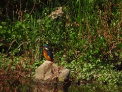 Alcedo atthis