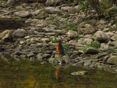 Alcedo atthis