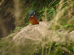 Alcedo atthis