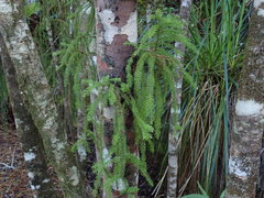 Lepidothamnus intermedius