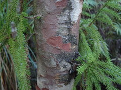 Lepidothamnus intermedius