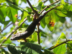 Hemidactylus platycephalus