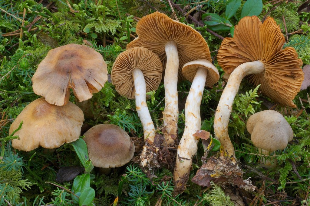 Cortinarius sect. Laeti