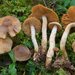 Cortinarius ochrophyllus - Photo (c) Marco Floriani, some rights reserved (CC BY-NC), uploaded by Marco Floriani