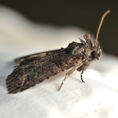 Prorocopis