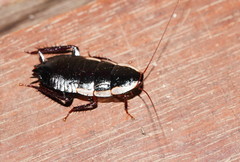 Drymaplaneta semivitta