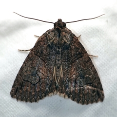 Prorocopis