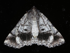 Cryphaea xylina