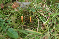 Cordyceps militaris
